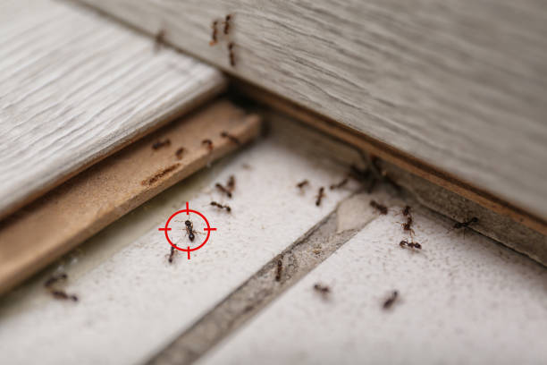 Reliable Yamhill, OR Pest Control Solutions