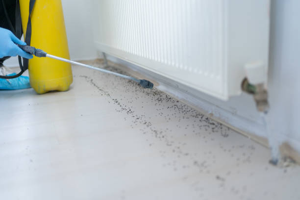 Best Rat Extermination Near Me  in Yamhill, OR